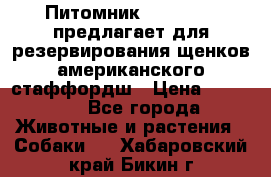 Питомник KURAT GRAD предлагает для резервирования щенков американского стаффордш › Цена ­ 25 000 - Все города Животные и растения » Собаки   . Хабаровский край,Бикин г.